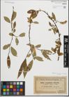Foto von Salix fragilis L. x Salix pentandra L.